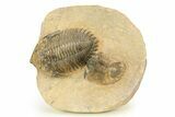 Acanthopyge & Metacanthina Trilobites - Lhandar Formation #309220-1